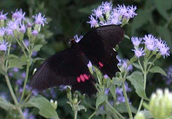 Ruby-spotted Swallowtail (Papilio anchisiades)