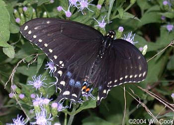 Black Swallowtail (Papilio polyxenes)