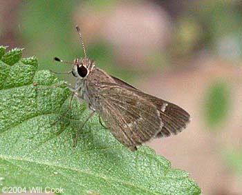 Olive-clouded Skipper (Lerodea dysaules)