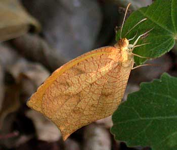 Tailed Orange (Eurema proterpia)