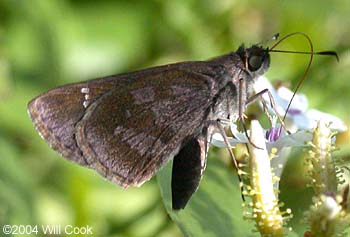 Fawn-spotted Skipper (Cymaenes odilia)