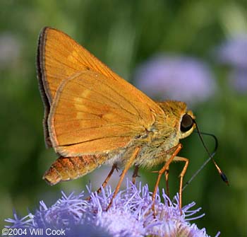 Common Mellana (Quasimellana eulogius)