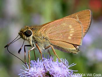 Common Mellana (Quasimellana eulogius)