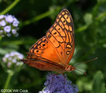 Mexican Fritillary (Euptoieta hegesia)