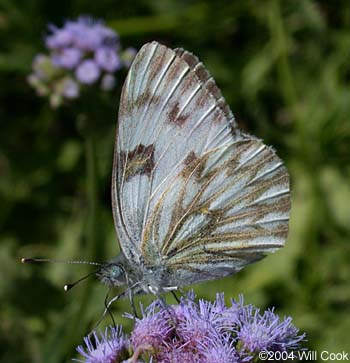 Checkered White (Pontia protodice)