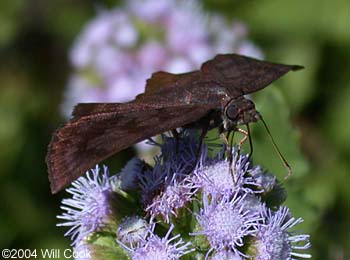 Glazed Pellicia (Pellicia arina)