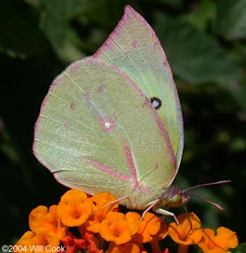 Great Southern White (Ascia monuste)