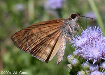 Brown-banded Skipper (Timochares ruptifasciatus)