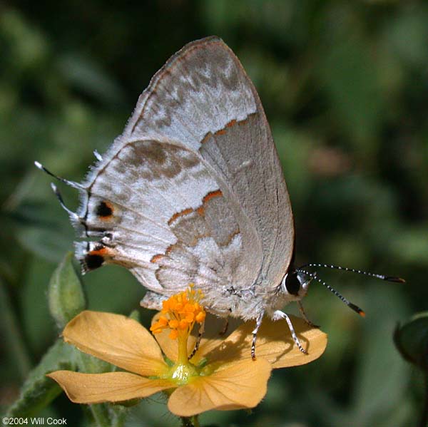 White Scrub-Hairstreak (Strymon albata)