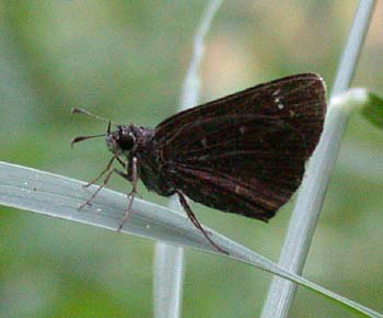 Celia's Roadside-Skipper (Amblyscirtes celia)