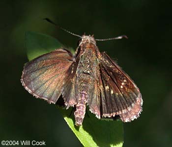 Celia's Roadside-Skipper (Amblyscirtes celia)