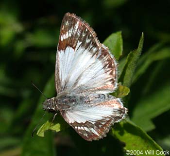 Turk's-cap White-Skipper (Heliopetes macaira)