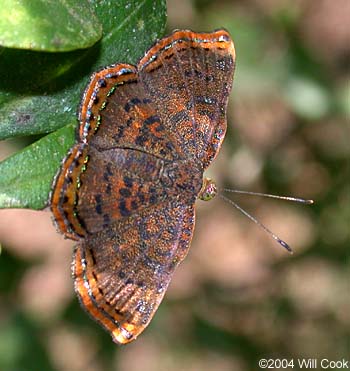 Red-bordered Metalmark (Caria ino)