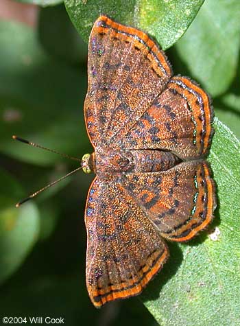 Red-bordered Metalmark (Caria ino)