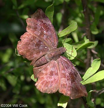 Northern Sicklewing (Eantis tamenund)