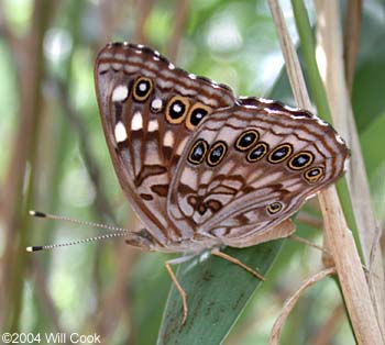 Hackberry Emperor (Asterocampa celtis antonia)