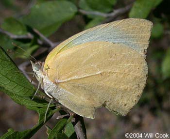 Lyside Sulphur (Kricogonia lyside)