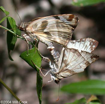 Laviana White-Skipper (Heliopetes laviana)