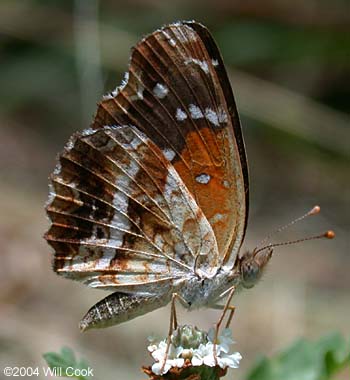 Texan Crescent (Phyciodes texana)