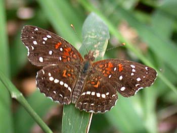 Texan Crescent (Phyciodes texana)