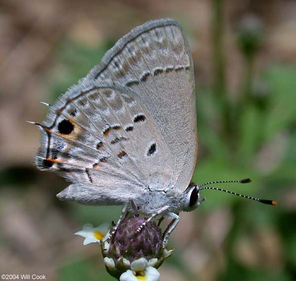 Mallow Scrub-Hairstreak (Strymon istapa)