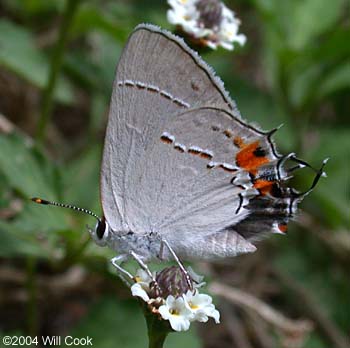 Gray Hairstreak (Strymon melinus)