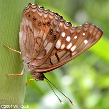 Empress Louisa (Asterocampa clyton louisa)