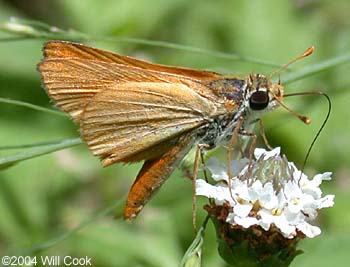 Orange Skipperling (Copaeodes aurantiaca)