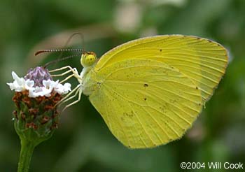 Mimosa Yellow (Eurema nise)