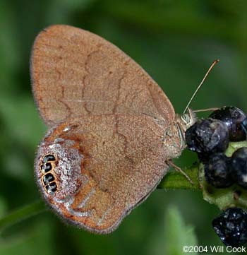 Gemmed Satyr (Cyllopsis gemma)