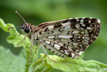 Tropical Checkered-Skipper (Pyrgus oileus)