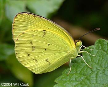 Mimosa Yellow (Eurema nise)