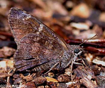 Mimosa Skipper (Cogia calchas)