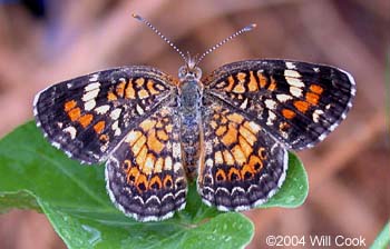 Phaon Crescent (Phyciodes phaon)