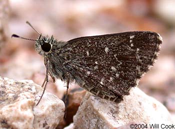 Celia's Roadside-Skipper (Amblyscirtes celia)