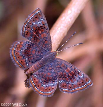 Rounded Metalmark (Calephelis perditalis)