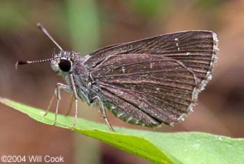 Celia's Roadside-Skipper (Amblyscirtes celia)