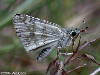 White/Common Checkered-Skipper (Pyrgus albescens/communis)