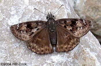 Horace's Duskywing (Erynnis horatius)