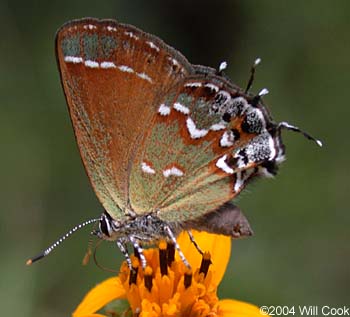 Juniper Hairstreak (Callophrys gryneus)