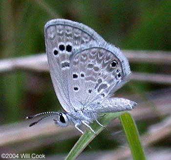 Reakirt's Blue (Echinargus isola)