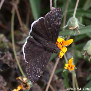 Funereal Duskywing (Erynnis funeralis)