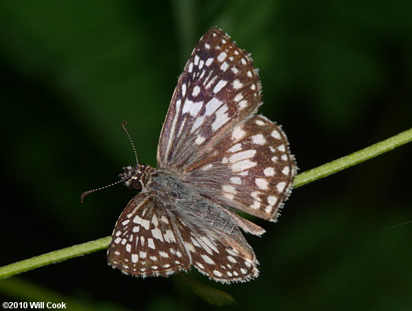 Tropical Checkered-Skipper (Pyrgus oileus)