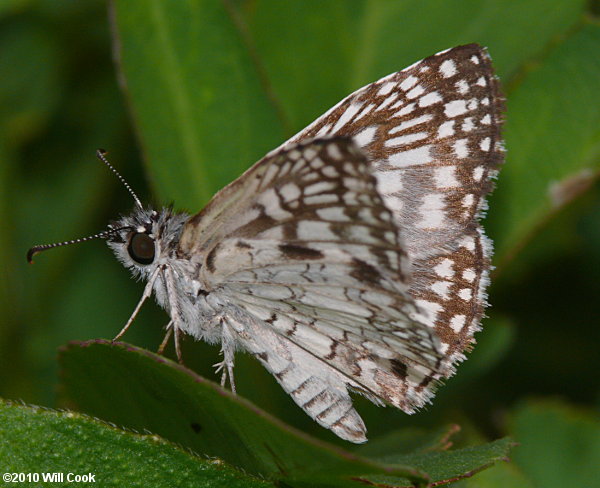 Tropical Checkered-Skipper (Pyrgus oileus)