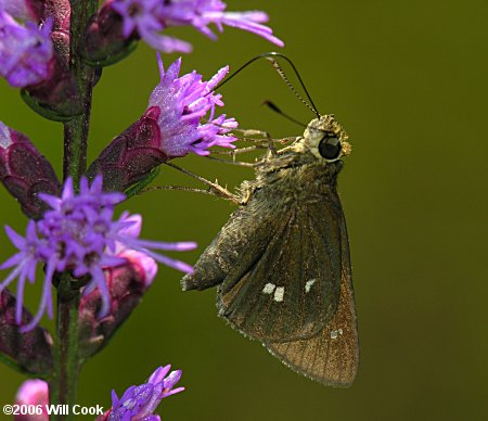 Twin-spot Skipper (Oligoria maculata)