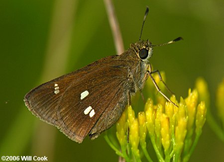 Twin-spot Skipper (Oligoria maculata)