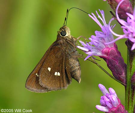 Twin-spot Skipper (Oligoria maculata)