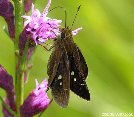 Twin-spot Skipper (Oligoria maculata)