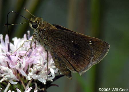 Twin-spot Skipper (Oligoria maculata)