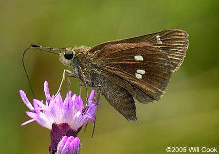 Twin-spot Skipper (Oligoria maculata)